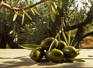 Арагонское оливковое масло: почему его продают в Лондоне, но не в Сарагосе?