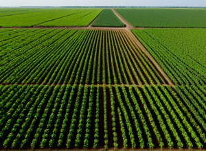 В Колумбии разгорелся конфликт из-за создания зон защиты сельскохозяйственных угодий