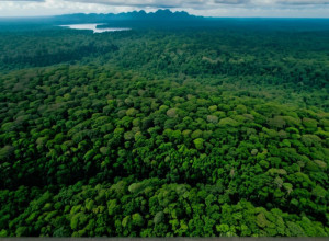 Влияние Человека Изменило Эволюционную Историю Амазонии: Новое Исследование