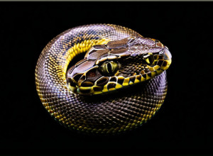 Краткое руководство по Python