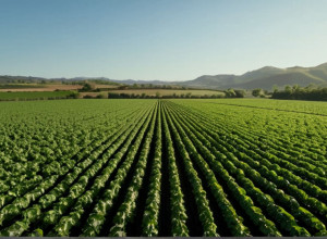COP30: Сельское хозяйство в центре справедливого климатического перехода для борьбы с голодом и бедностью