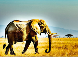 Национальный парк Серенгети