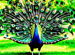 Мадрид вводит меры против птичьего гриппа после обнаружения зараженного павлина в парке Ретиро