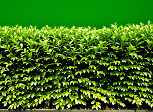 Самшит вечнозелёный