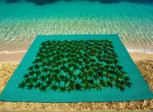 Карибы борются с саргассовыми водорослями: от угрозы туризму к инновационным продуктам