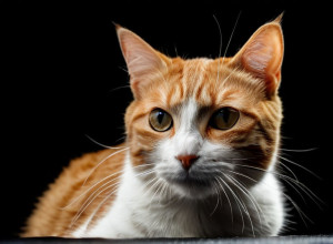 История кошек