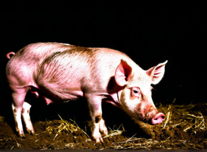 Африканская чума свиней: эксперт предупреждает о росте случаев в Испании