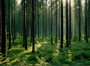 Загадки исчезнувшего леса