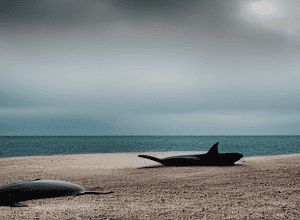 «Una ballena»: Испанский нео-нуар с элементами фантастики. Обзор