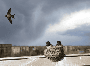 Гнездо ласточек: дилемма на фоне войны