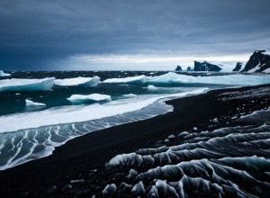 Птичий грипп уничтожил половину популяции морских слонов в Южной Георгии