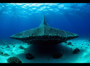 Симфонія океану: Таємниці глибоководдя