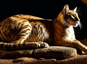 Тайны одомашнивания кошек: Археология переписывает древнюю историю взаимоотношений человека и пушистого хищника