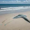 Необычные случаи гибели скатов на испанских пляжах: эксперты выясняют причины