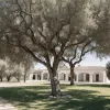 От писателя и актера до владельца оливковой фермы в Испании: история Игоря Рамиреса