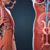 Медики: Безопасной дозы алкоголя не существует, его нельзя рекомендовать