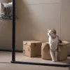 В Коста-Рике кот-наркокурьер пойман с поличным: пытался пронести наркотики в тюрьму