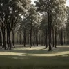 Каталонские леса оживают после засухи, но готовятся к преждевременному лету