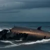 Найдено тело перуанской летчицы Эшли Варгас, пропавшей во время выпускного полета