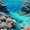 Колумбия создает новые морские зоны для защиты кораллов Карибского моря