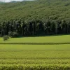 ООН бьет тревогу: производство кокаина в Колумбии выросло на 53%