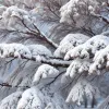 Загадочное дерево стланик: как сибирский кедр предсказывает зиму и весну
