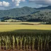 Сахар — белая смерть: как сладкий продукт изменил мир и разрушил здоровье