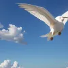 Эль Рото: Карикатура о полете и реальности