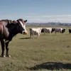 США снова закрывают границу для мексиканского скота из-за паразита