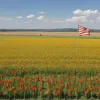 Томатный кризис: США вводит пошлину 17% на мексиканские помидоры, угрожая экспорту