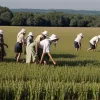 Америка и Карибы лидируют в борьбе с голодом: регион добивается значительных успехов