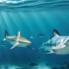 Встреча с неизведанным: погружение к акулам на баскском побережье