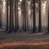 Лесные пожары в Оренсе, Леоне и Саморе: Фотографии с воздуха показывают масштаб трагедии