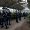 В Мехико пресечена деятельность сети по производству "дизайнерской" марихуаны, задержаны подозреваемые
